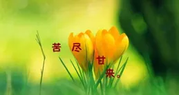 早安心語 把尋常日子，過出屬於你的詩意