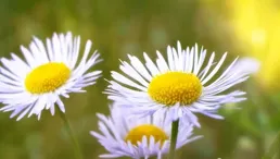 金城花語——一周一科普NO.88