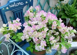 三角梅六個品種閉眼入，顏值爆表零差評，特別適合新手！