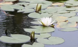 隨筆：夏日清歡搖曳處，綻放飄零兩相宜