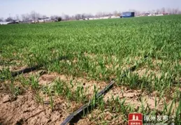 全區玉米小麥協同推廣計畫培訓為糧食增產「充電賦能」