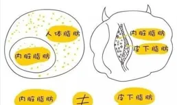 意外發現：堅持5+2輕斷食，內臟脂肪減少了，腰變細，體重下降了