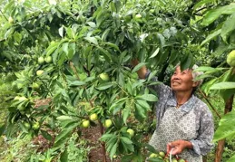 15分鐘「李」程碑！蜂糖李打「飛的」鮮達舌尖