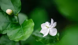 茉莉花開花少，主要有3個原因，做對了，花朵多到爆盆！