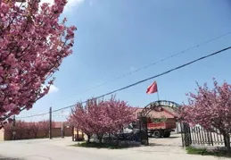 櫻花夢點亮鄉村振興路