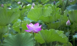 花開五瓣 瓣瓣同心（快評）