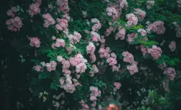 時光彼岸，似水流年，一半明媚一半愛，一半清歡一半閑