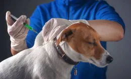 泰國8歲男孩長期與狗為伴，不會說話只會犬吠，媽媽和哥哥吸毒