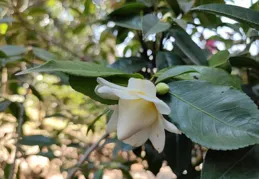 昆明植物園5個茶花新品種獲國家授權
