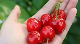 min甜！這裏的桃子熟啦