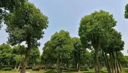 香樟樹的功與過，為何會有人不喜歡樟樹？