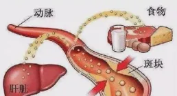 幹細胞育出有完整血管網路的「迷你」肺