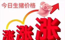 07月01日豬價：開門紅！16元關口在望？