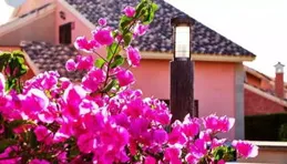 註意了！陽台養三角梅要想看花，這些品種必選