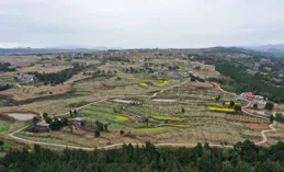 劍閣縣東寶鎮：3000畝李園綴滿枝 碩果飄香迎豐收