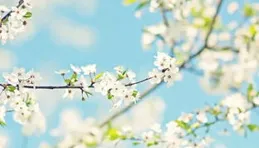 流年可愛，心隨花開，願歲月靜好，未來可期