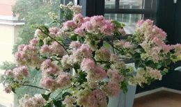 陽台養三角梅5年，我退坑了：曾以為的歲月靜好，實則不堪重負~