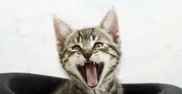 貓咪視力差到看不清臉？靠鼻子認主人？真相太暖心了！