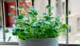 推薦10款「懶人植物」，輕松養成大樹，非常適合放在客廳養