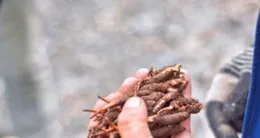 西藏挖蟲草一月，賺30萬，還能歇一年？真相來了