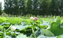 打卡奇美雙色並蒂蓮！第三屆橫琴荷花節今日啟幕