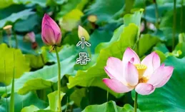 小暑，到隆陽河圖賞荷花！