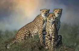 獵豹眼神孫藝燃，外號川渝暴龍，就是透露自己身高體重太直接了