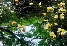 散文詩：夏天的雨