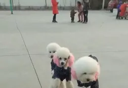 hito演出狂吸粉打趴一票大牌！SB19襲台首場演唱會完售　狂喊「我愛你寶貝」