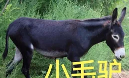 黔驢技窮？【五十公裏桃花塢5】模仿其他綜藝，這節目還能看嗎？