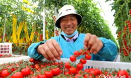 隴拍客丨民樂：油菜除雜 豐收在望