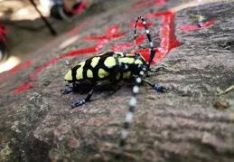 絕了！景邁山蜂王樹竟然會變裝？