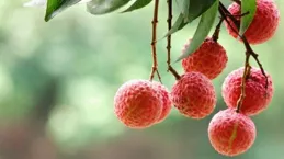 荔枝季爆火的 「摘果神器」！東莞企業在獨特賽道卷出王炸產品