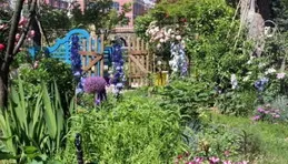 院子裏，有花有草，也有煩惱