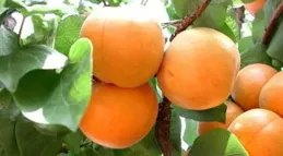 杏子漸結束市場：酸澀果實在現代水果間的掙紮