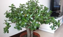 四川一老師養玉樹，「提根」做盆景，500一盆都不賣，網友：咋養