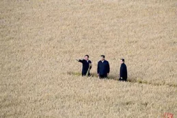 從「靠天收」到「科技種」夯實糧食「壓艙石」