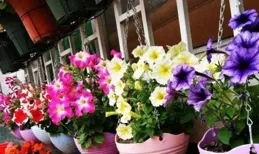 「花旺人不旺」，家裏最好不要養這6種花，千萬別不當一回事兒