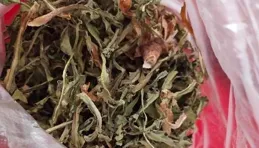 養三角梅別只用磷鉀肥，隔三岔五用點「它」，開花剎不住！