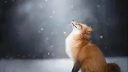 動物10界毒舌哲理，句句紮心！