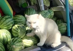 買西瓜必看！6招教你秒選